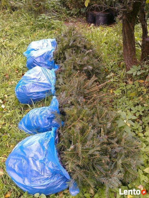 Sadzonki jodły, drzewka jodły, jodła pospolita, Abies alba