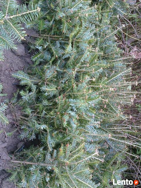 Sadzonki jodły, drzewka jodły, jodła pospolita, Abies alba