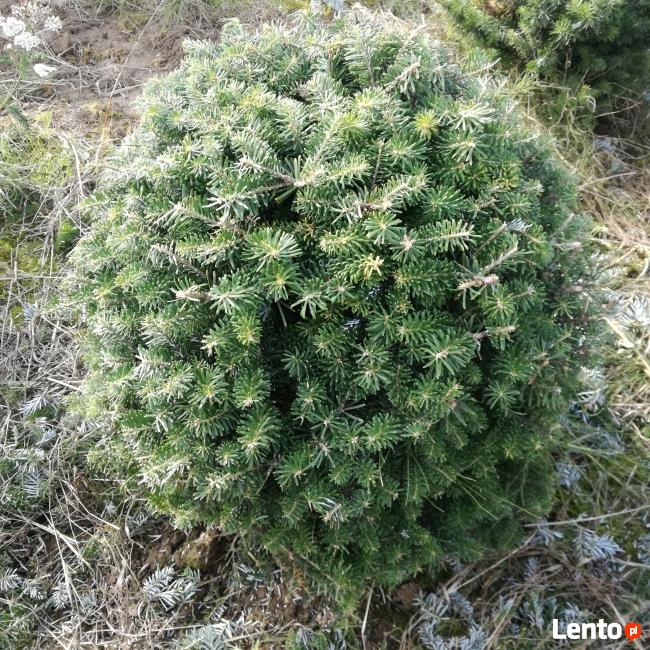 Świerki, jodły Choinki Świąteczne - SPRZEDAM!!!