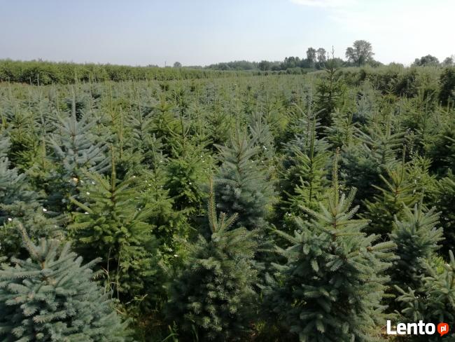 Świerki, jodły Choinki Świąteczne - SPRZEDAM!!!