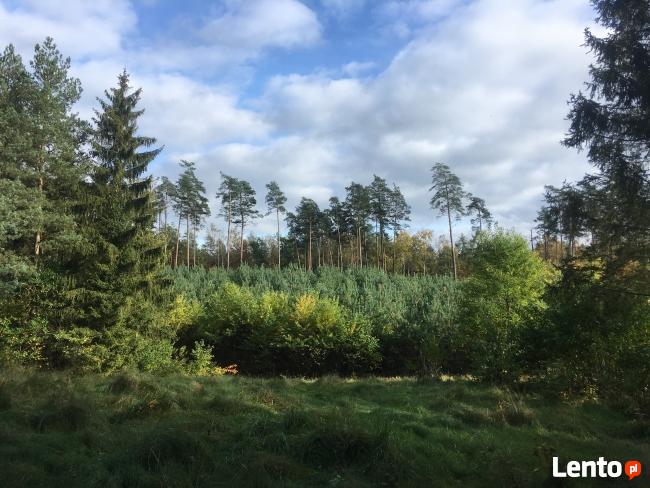 Działka siedliskowa 4 000m2 we wsi Wierzchownia,gmina Górzno