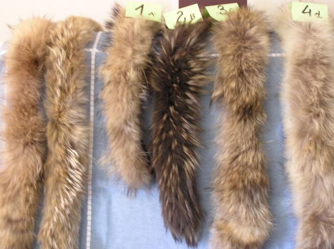 dł 88 cm Naturalny jenot futerko podpal obszycia na tasmie