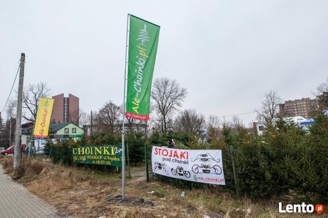 Świerk Srebrny wysokość 150- 175 w PROMOCJI