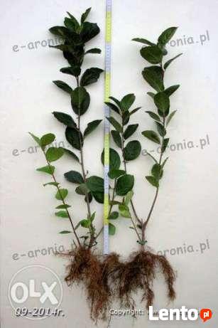 aronia sadzonki aronii 1,2,3 letnie ekologiczne