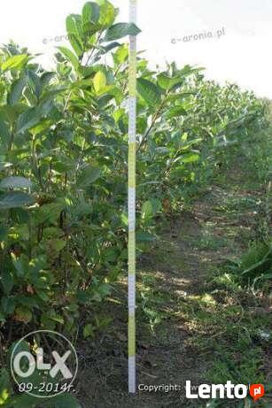 aronia sadzonki aronii 1,2,3 letnie ekologiczne