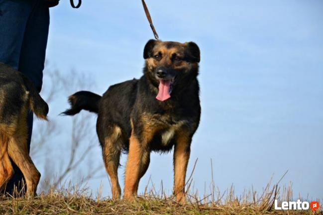 Cudowna sunia zasługująca na wspaniały dom czeka na Ciebie
