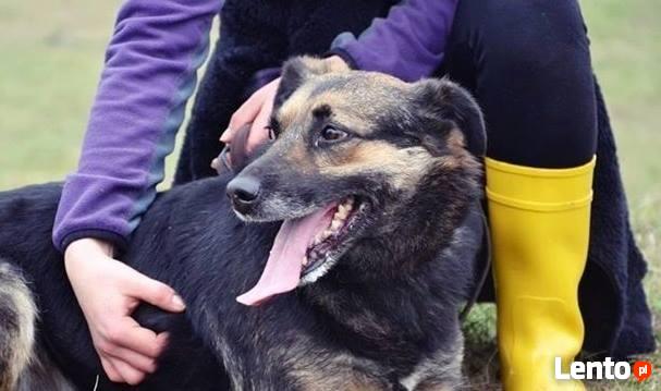 Cudowna sunia zasługująca na wspaniały dom czeka na Ciebie