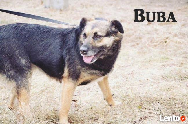 Cudowna sunia zasługująca na wspaniały dom czeka na Ciebie