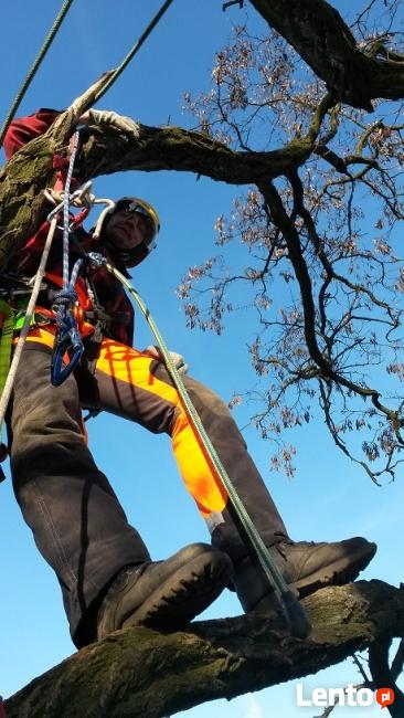 DRZEWA, WYCINKA, ŚCINKA, PRZYCINKA, PIELĘGNACJA, ARBORYSTYKA