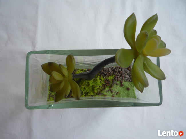 Kaktus w szklanym wazonie