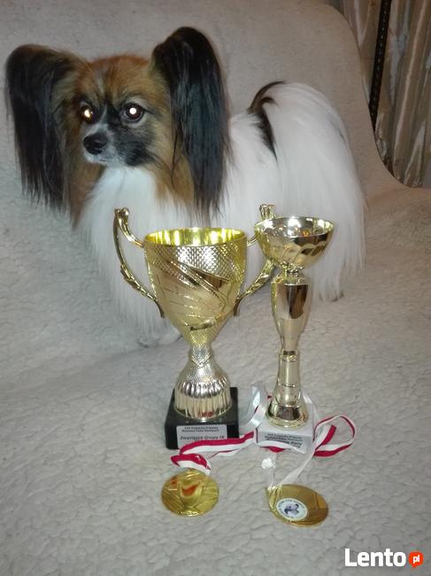 Papilon spaniel kontynentalny Reproduktor