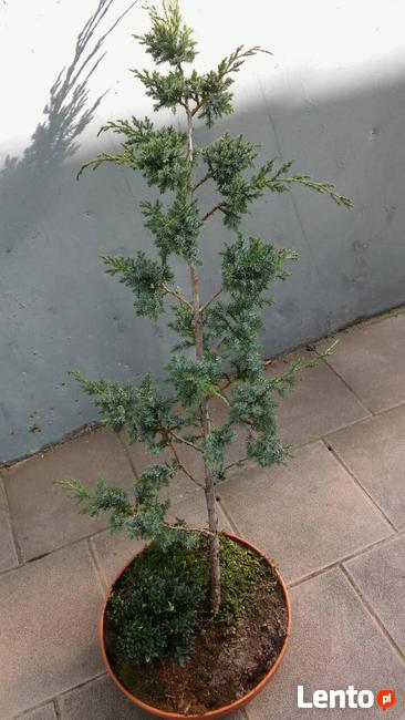 Iglaki szczepione.Bonsai ogrodowe