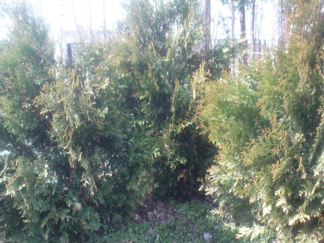 Tuja thuja żywotnik zachodni Kórnik 3, 1,2 m.