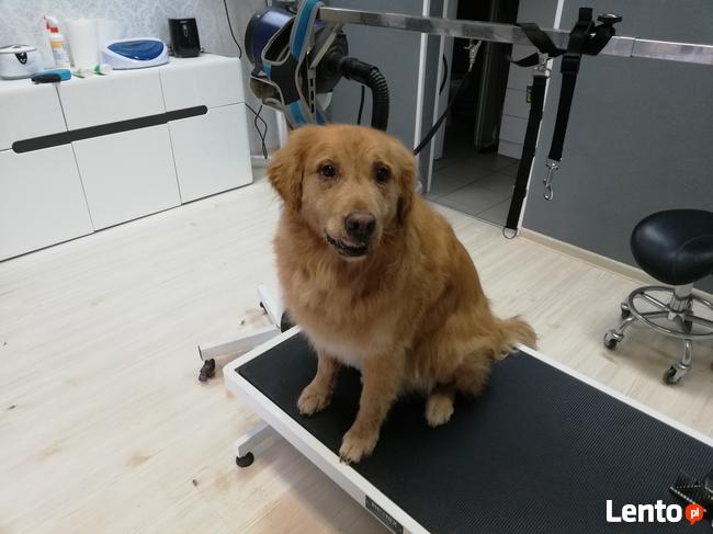 Salon Fryzjerski Dla Zwierząt ARGO