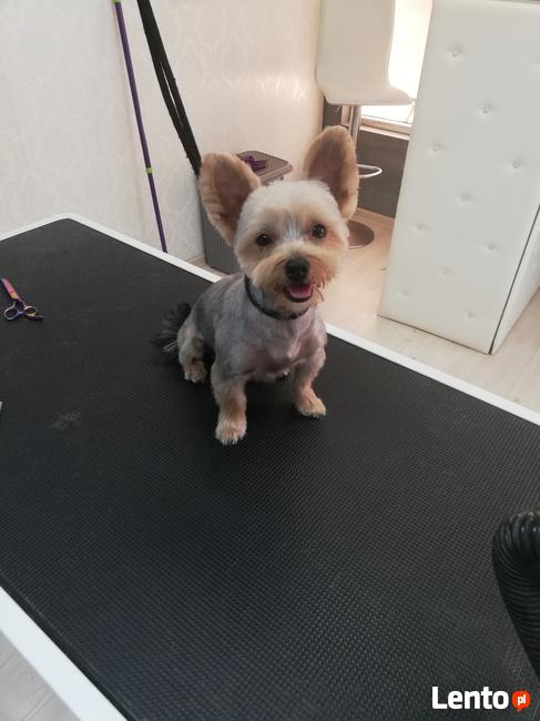 Salon Fryzjerski Dla Zwierząt ARGO