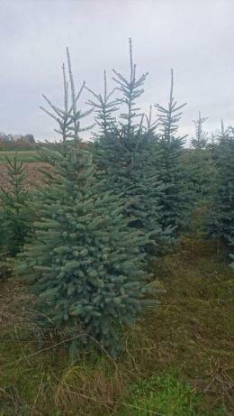 Świerk kłujący, srebrny, choinki 100-120 cm donica HURT 30z