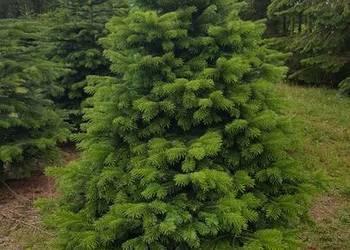 CHOINKI, jodła kaukaska, Abies nordmanniana, cięta 180-250 c