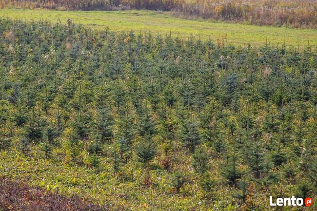 Świerk kłujący, srebrny, choinki 100-120 cm donica HURT 30z