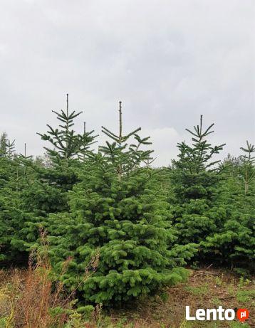 CHOINKI, jodła kaukaska, Abies nordmanniana, cięta 180-250 c