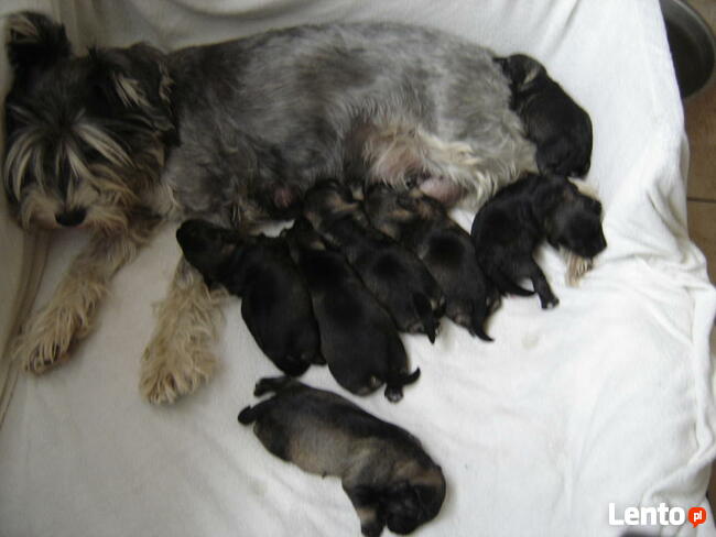 sznaucer miniaturowy, sznaucer miniatura - szczenięta