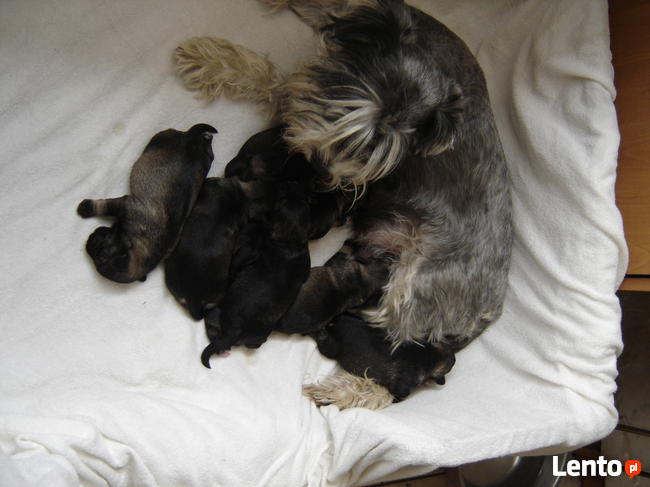 sznaucer miniaturowy, sznaucer miniatura - szczenięta