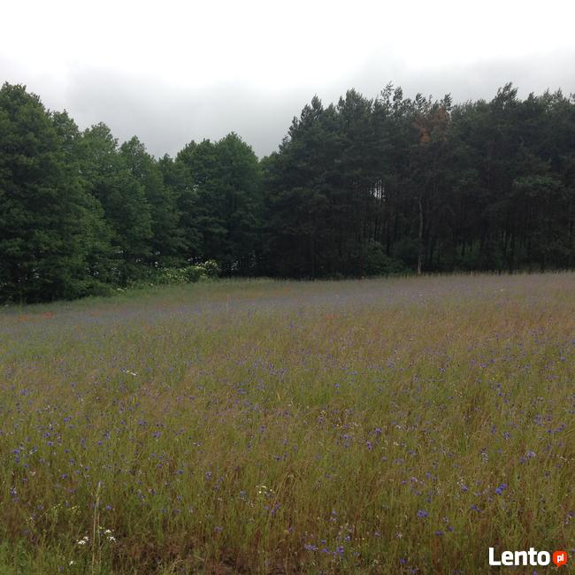 Bory Tucholskie z dostępem do jeziora! Stary Sumin Cekcyn