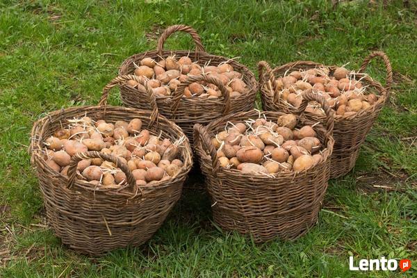 Ukraina. Ziemniaki 0,25 zl/kg, siano 70 zl/tona.Gospodarstwo