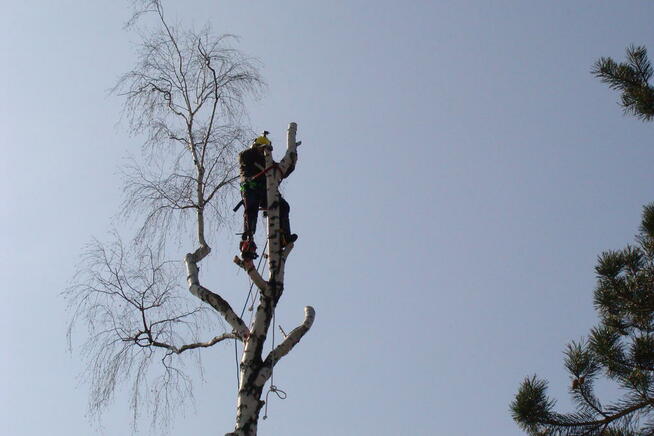 Drwale Łódź - Wycinka Drzew Metodą Alpinistyczną i Tradycyjn