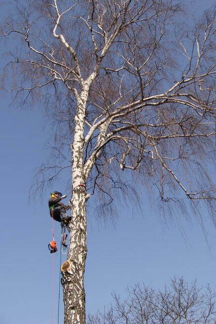 Drwale Łódź - Wycinka Drzew Metodą Alpinistyczną i Tradycyjn