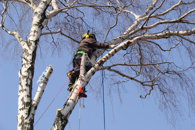 Drwale Łódź - Wycinka Drzew Metodą Alpinistyczną i Tradycyjn