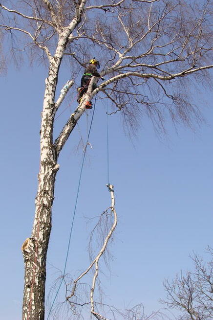 Drwale Łódź - Wycinka Drzew Metodą Alpinistyczną i Tradycyjn