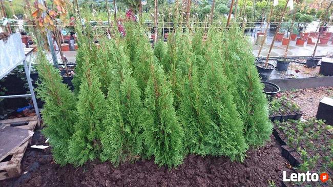 Tuja Tuje thuja szmaragd shmaragd 50-60 cm 2l 7 zł HURT