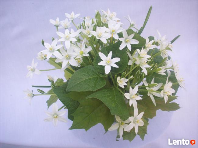 Dzikie zioła ukwiecające pomieszczenia