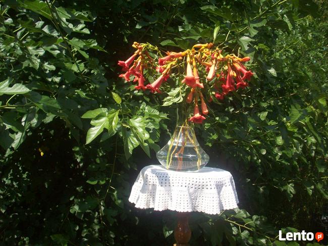 Dzikie zioła ukwiecające pomieszczenia