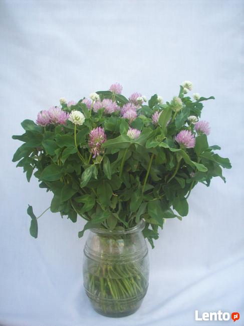 Sprzątanie i upiększanie domów, mieszkań, firm.