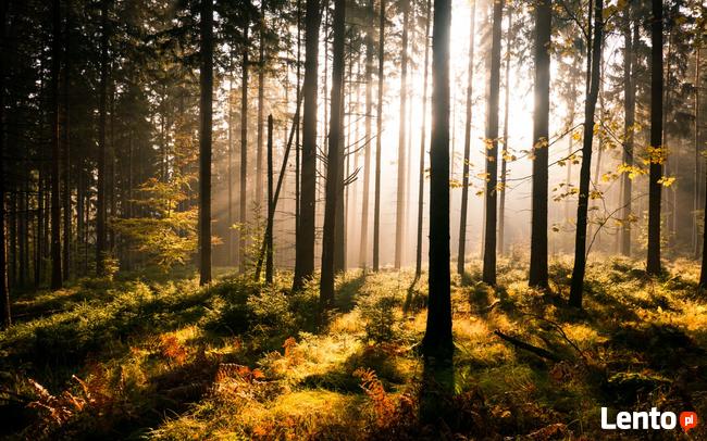 Rózga zdrowotna krystaliczna