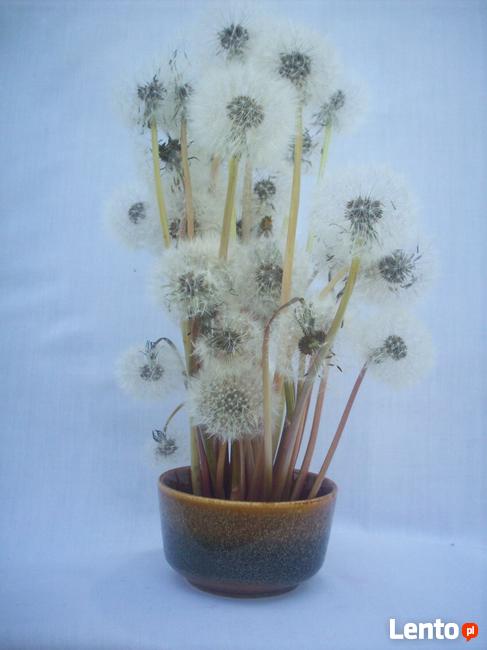 Sprzątanie i upiększanie domów, mieszkań, firm.