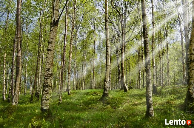 Rózga zdrowotna domowa