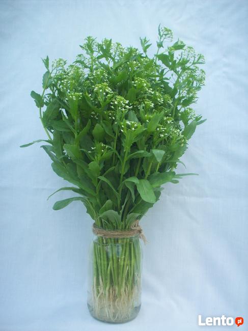 Dzikie zioła ukwiecające pomieszczenia