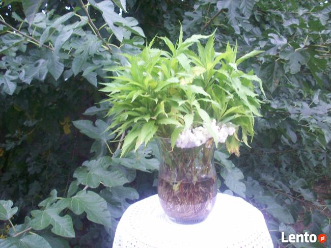 Dzikie zioła ukwiecające pomieszczenia