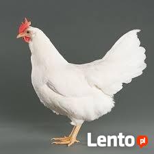 Kury Nioski Leghorn