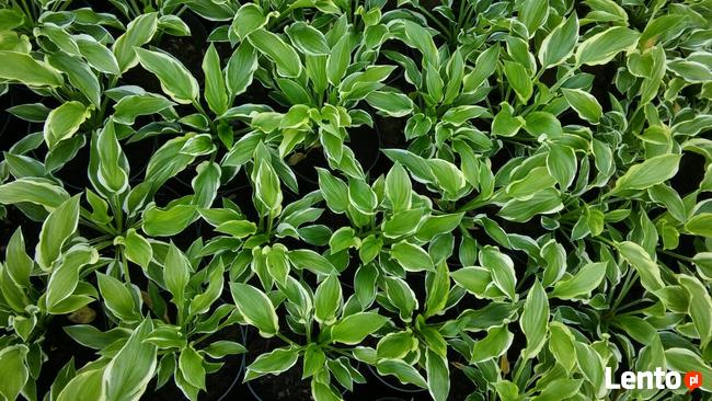 Zurawki, funkie sprzedam