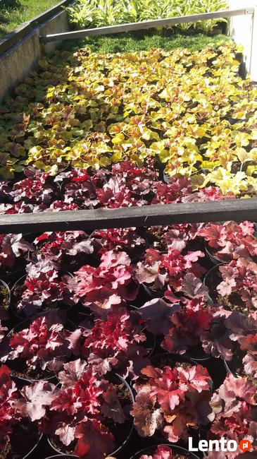 Zurawki, funkie sprzedam