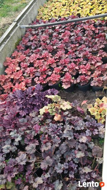 Zurawki, funkie sprzedam