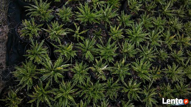 Zurawki, funkie sprzedam