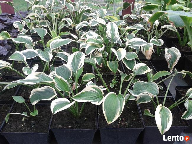 Zurawki, funkie sprzedam