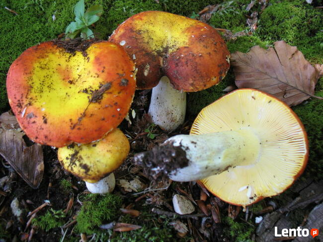 Super Mycelium Grzybnia żywego grzyba Gołąbek złotawy