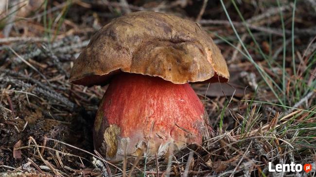 Super Mycelium Grzybnia Biologiczna Borowik ceglastopory