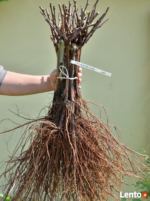 Sadzonki winorośli, winogrona - winnica Golesz
