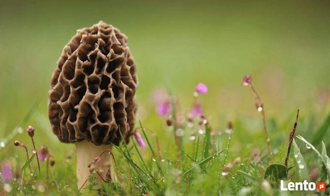 Mycelium. Biologiczny Smardz delikatesny.